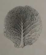 Cabbage Leaf No.2