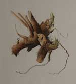 Dock Leaf Root