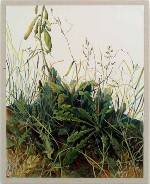 Homage to Durer