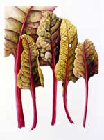 Rhubarb Chard