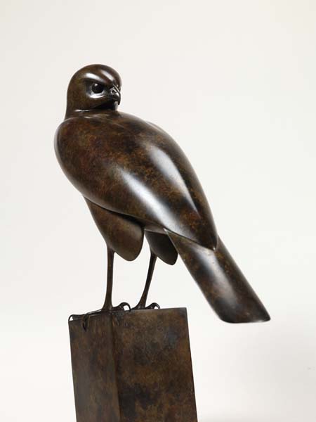 Sparrowhawk