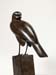 Sparrowhawk