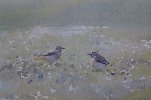 Wagtails