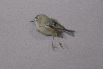 Goldcrest