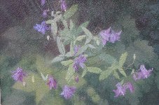 Columbine, Oil on Board, 13 x 19 in.