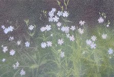 Stitchwort, Oil on Board, 12 x 18 in.