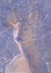 Roe Doe 1,  Oil on Board, 16 x 12 in.