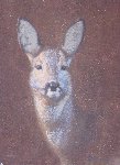 Roe Doe 2,  Oil on Board, 16 x 12 in.