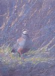 Red Legged Partridge,  Oil Tempera on Board, 16 x 12 in.