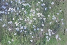 Greater Stitchwort,  Oil Tempera on Board, 16 x 24 in.