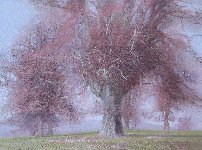 Lime Trees, Wardour,  Oil Tempera on Board, 24 x 32 in.